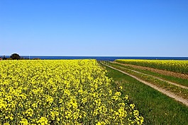 rapsmark,österlen,skåne