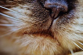 猫,鼻子,宠物