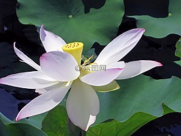 花,植物园,水百合
