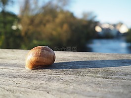蜗牛,壳,蜗牛壳