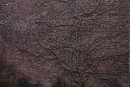 墙,树的根,缠绕