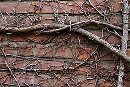 墙,树的根,缠绕