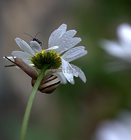 蜗牛,玛格丽塔,花卉