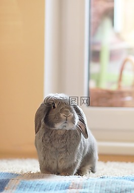 兔子,灰色,毛皮