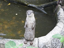 水獭,动物,动物园