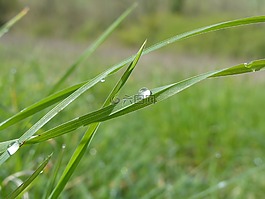 下降,小草,春雨