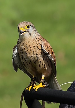 捕食鸟,鸟,捕食者