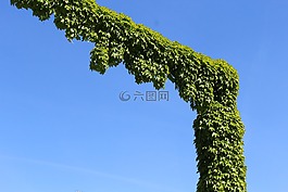 常春藤,履带板,爬行者