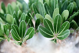 一种肉质植物,肉质 在这,仙人掌