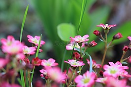 玫瑰虎耳草,粉色,红色