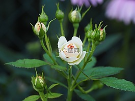 玫瑰,美,花园