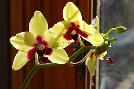 蝴蝶兰杂交带芽,蝴蝶兰,兰花