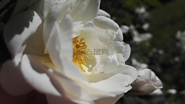 盛夏,盛夏的玫瑰,白