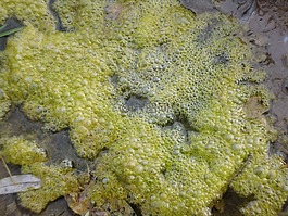 海草,黏液,泥潭