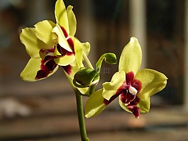蝴蝶兰杂交带芽,蝴蝶兰,兰花