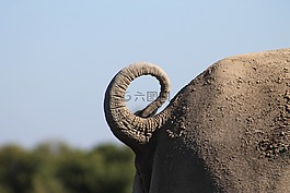 尾巴,犀牛,身体