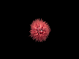 花,粉红色,粉红色的花