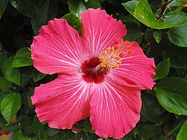 粉红色,花,粉红色的花