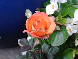 橘色,玫瑰,花