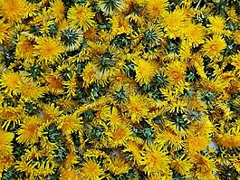 蒲公英,鲜花,绽放