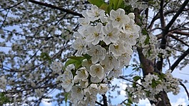 花,性质,美容