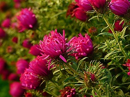 菊花,kríčková,植物