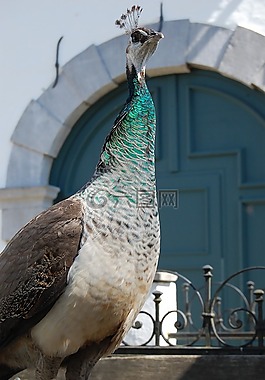 孔雀,鸟,虹彩