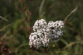 蓍草,咖哩预防,野花