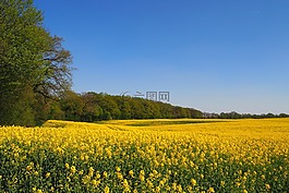 油菜,油菜开花,黄色