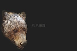 熊,熊头,艺术