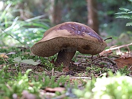 koźlak,蘑菇,秋