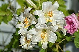 百合花,白百合,鲜花