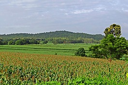 玉米田,丘陵,景观