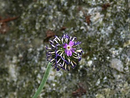蓝色,花,植物园慕尼黑
