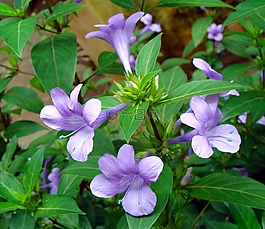 朱鹮菲律宾紫,花,菲律宾紫