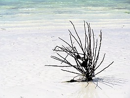 海滩,海,海草