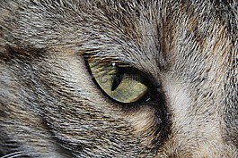 猫,猫眼石,关闭