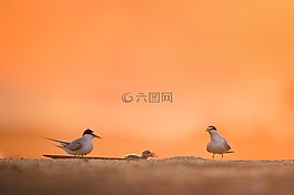 动物,禽,海滩