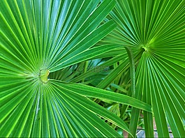 棕榈叶,叶,棕榈树