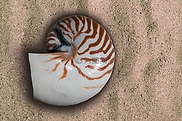 鹦鹉螺,头足类,海