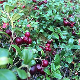 莓果,小红莓,森林