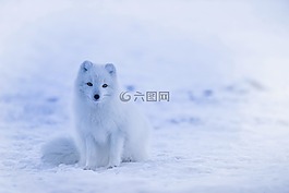 冰岛,北极狐,动物