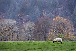 羊,自然,俄勒冈