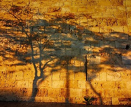 阴影,树,墙