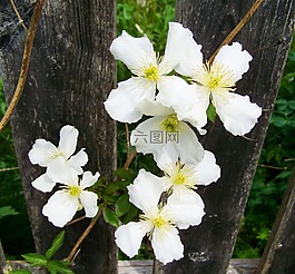 白铁线莲,威灵仙,匍匐植物