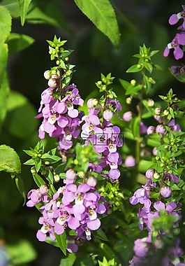 薰衣草花,花园,薰衣草