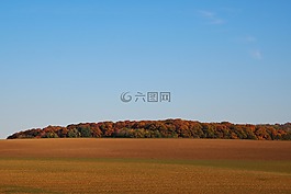 落叶林,印度夏季,森林