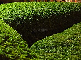 黄杨木,花园,大小