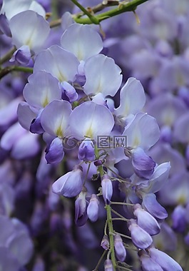 紫藤蘿花圖片_紫藤蘿花素材_紫藤蘿花模板免費下載-六圖網