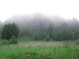 雾,森林草地,林间空地